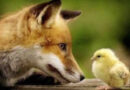 Como se diz “deixar a raposa cuidar do galinheiro” em inglês?