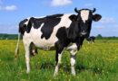 HAVE A COW: O que significa em inglês?