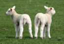 O que significa “in two shakes of a lamb’s tail” em inglês?
