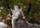 O que significa “to cry wolf” em inglês?