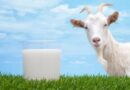 Como montar um mini laticínio de leite de cabra