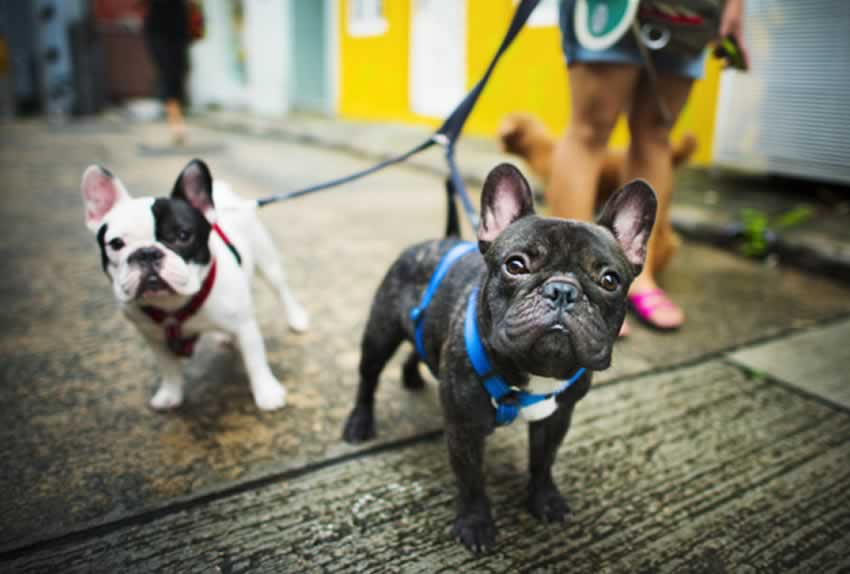 Fotógrafo de animais de estimação